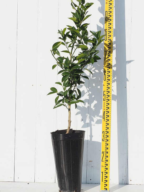 楽天市場】◇送料無料◇ □優良2年生大苗□ シークワーサー 苗木