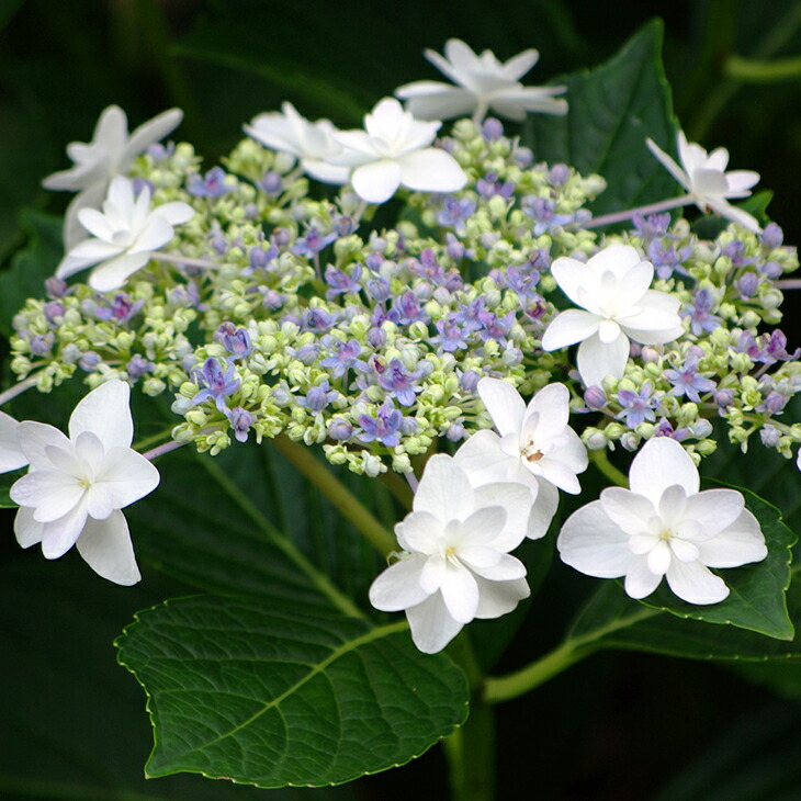 楽天市場】アジサイ 苗 【ガーデンアジサイ シンデレラ】 幼苗 紫陽花