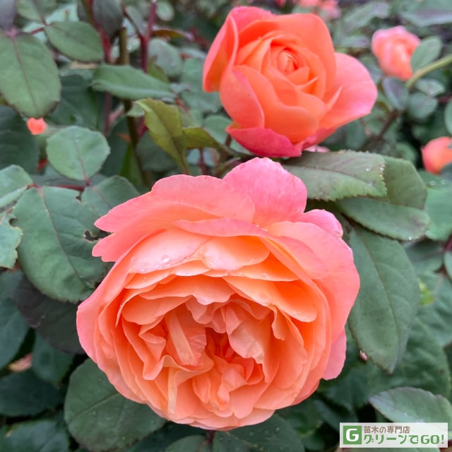 楽天市場】◇送料無料◇ バラ苗 イングリッシュローズ 【レディエマ