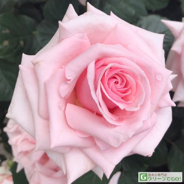 バラ苗　切りバラ苗　petr♡va F&Gローズ – 京阪園芸ガーデナーズ