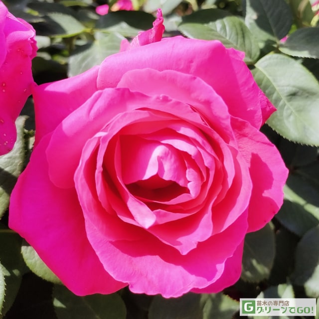 楽天市場】バラ苗 【恋心 （こいごころ） (HT) 大輪 四季咲き】 1年生