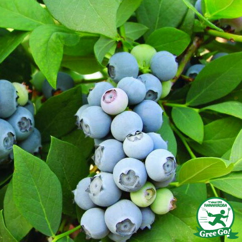 楽天市場】[楽天市場店限定価格] ◇グリゴー スーパーSALE