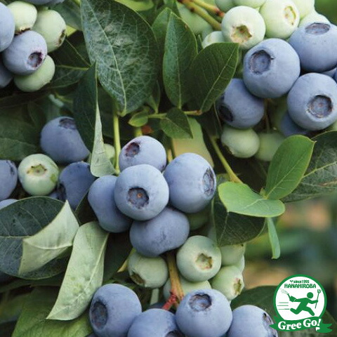 楽天市場】[楽天市場店限定価格] ◇グリゴー スーパーSALE