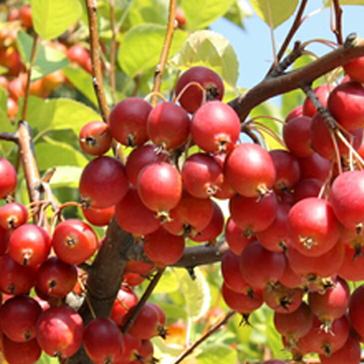 楽天市場】[楽天市場店限定価格] ◇グリゴー スーパーSALE◇ リンゴ