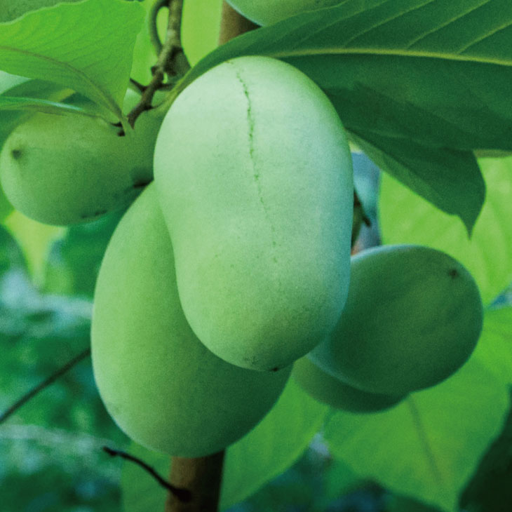 楽天市場】◇送料無料◇ ポポー苗木 【ウイルソン】 接ぎ木苗 （ニーム