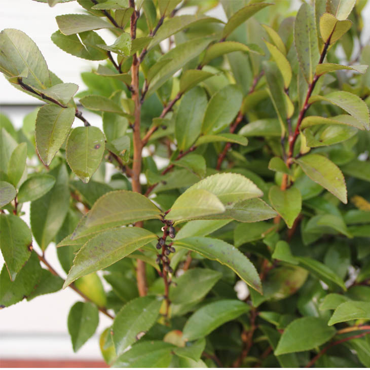 楽天市場】◇送料無料◇ ヒサカキ 苗 【姫榊 （ひさかき）】 5号ポット