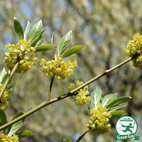 楽天市場】クロモジ 苗 【黒文字 （くろもじ）】 約1.0m 株立ち 根巻き