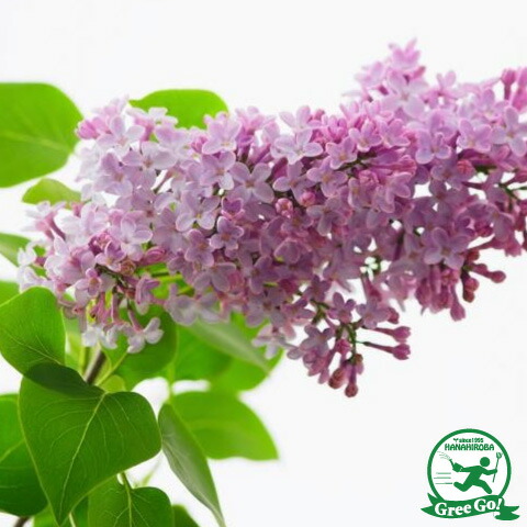 楽天市場】ライラック 苗 【ライラック ピンク花】 約1.5m 大苗