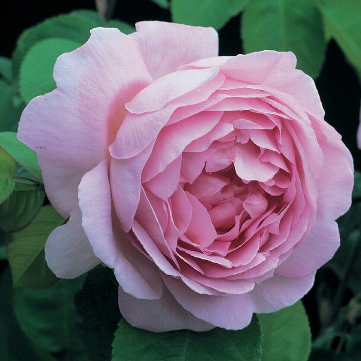 楽天市場】バラ苗 イングリッシュローズ 【コンスタンス スプライ 一季