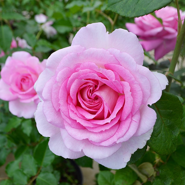 「ベティ」切り花品種バラ苗　Rome♡ Rose 楽天市場】 バラ苗 > 系統から探す > ハイブリッドティローズ > ピンク