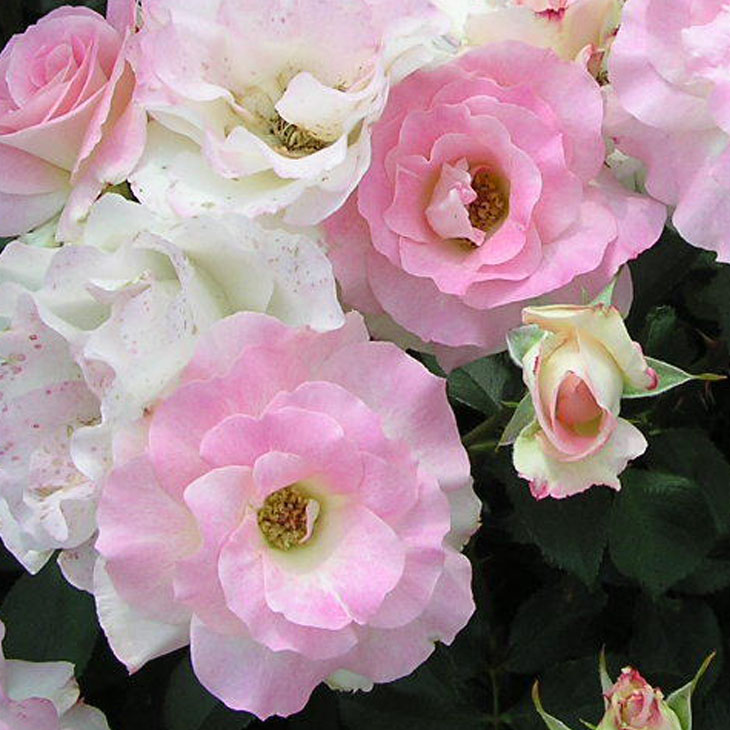 楽天市場】[楽天市場店限定価格] ◇グリゴー スーパーSALE◇ バラ苗