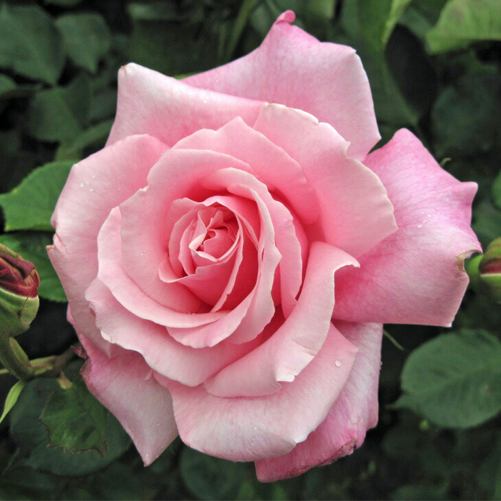 楽天市場】バラ苗 京成 【桃香 (HT) 中輪 四季咲き】 2年生 接ぎ木大苗