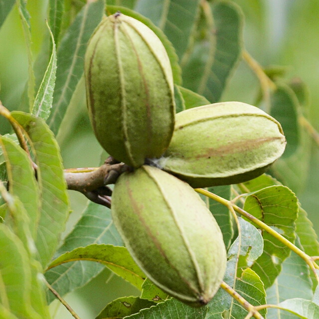 楽天市場】ナッツの木 苗 【ペカン （シャイアン）】 接ぎ木苗