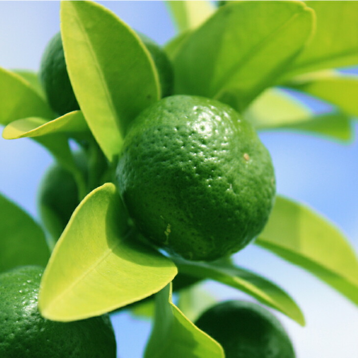 楽天市場】◇送料無料◇ □優良2年生大苗□ シークワーサー 苗木