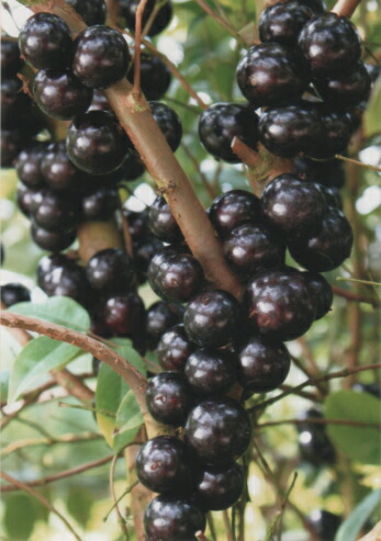 楽天市場】ジャボチカバ 苗 【四季成り 大実 ジャボチカバ】 ポット苗