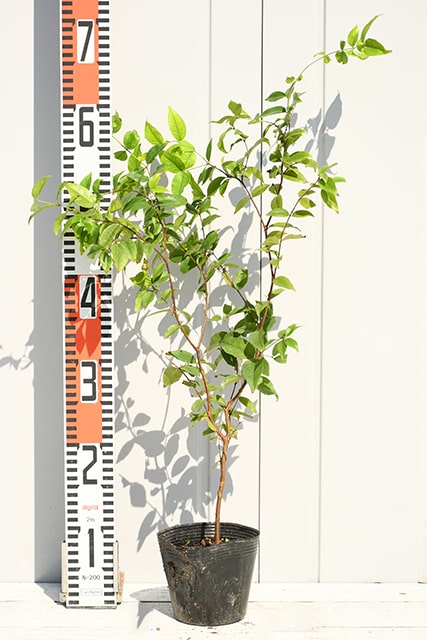 楽天市場】ジャボチカバ 苗 【四季成り 大実 ジャボチカバ】 ポット苗