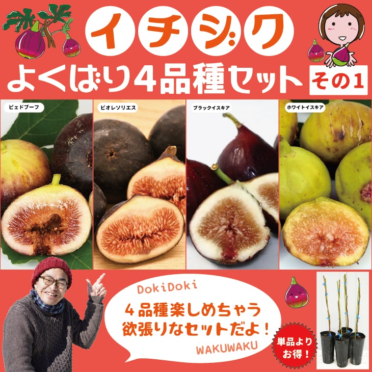 楽天市場】イチジク 苗 【イチジク よくばり4品種セット その1】1年生