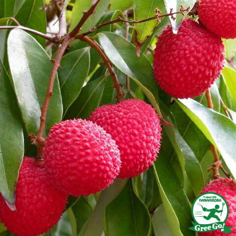 楽天市場】◇送料無料◇ ライチ 苗 【 佐多ライチ 】 3年生 取り木苗