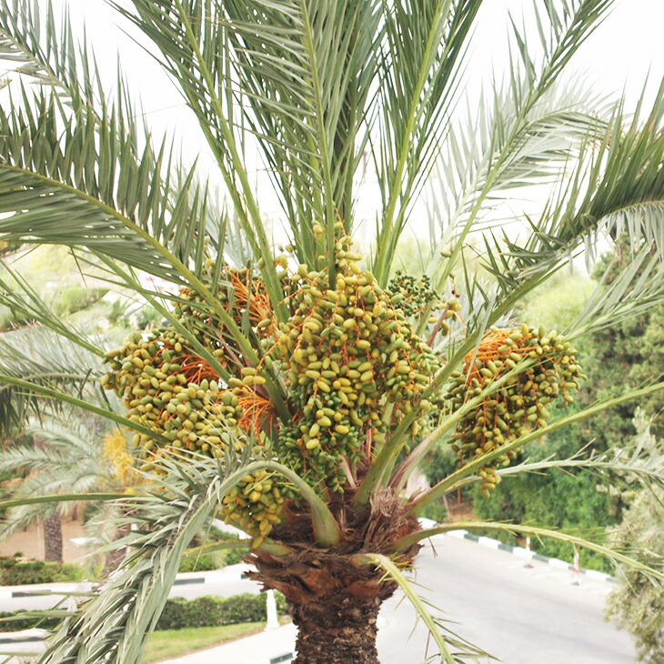 楽天市場】[楽天市場店限定価格] ◇グリゴー スーパーSALE◇ ヤシ 苗