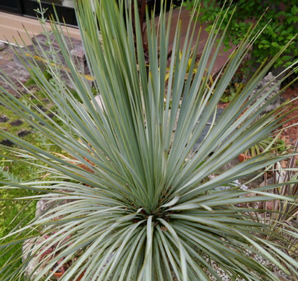 楽天市場】ユッカ ロストラータ 3号ポット苗ドライガーデン 耐寒性