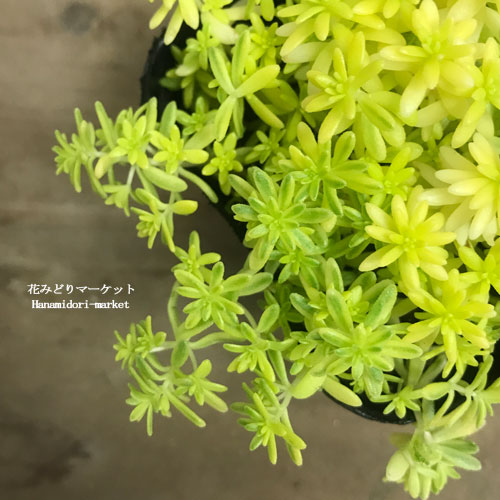 楽天市場】【単品 / 3個セット】セダム ミモザ 2.5～3号ポット苗 多肉