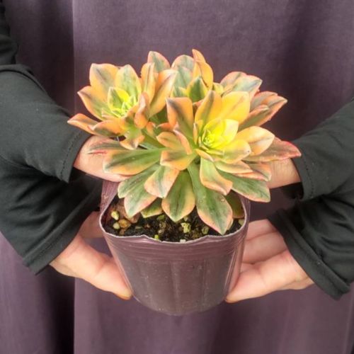 楽天市場】【単品 / 3個セット】アエオニウム 甜茶錦（テンチャニシキ