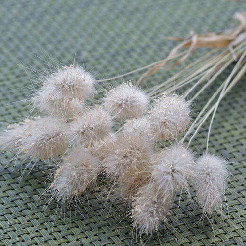 楽天市場】【単品 / 3個セット】ラグラス オバタス バニーテール3号