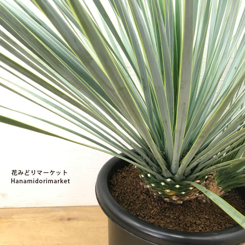 楽天市場】【送料無料】【同梱不可】ユッカ ロストラータ 8号ポット苗