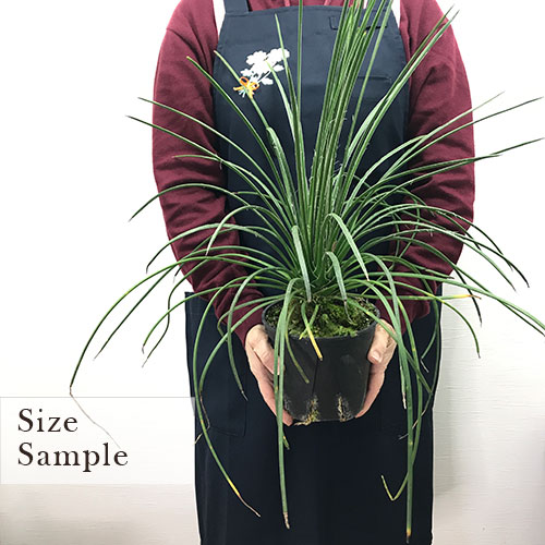 楽天市場】アガベ ゲミニフローラ（ジェミニフローラ）5号ポット観葉