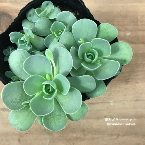 楽天市場】セダム 子持ち蓮華 3号ポット苗グランドカバー 多年草 観葉