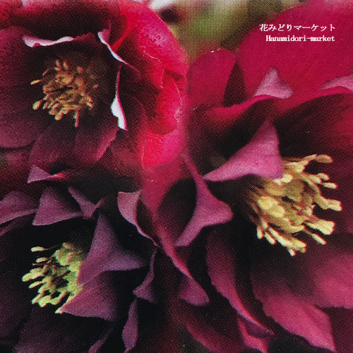 楽天市場】【単品 / 3個セット】クリスマスローズ 八重オリエンタリス