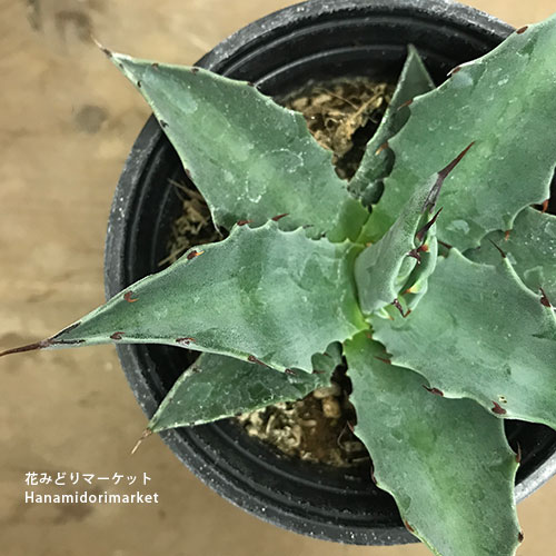 楽天市場】アガベ モンタナ 3.5号ポット多肉植物 ドライガーデン