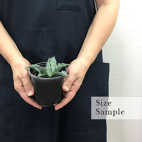 楽天市場】アガベ モンタナ 3.5号ポット多肉植物 ドライガーデン