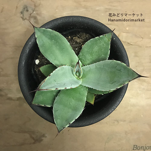 楽天市場】アガベ ホーチエンシス（吉祥天）3～3.5号ポット多肉植物