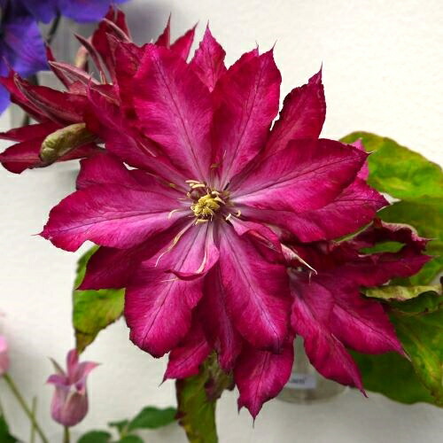 楽天市場】宿根草クレマチスの通販