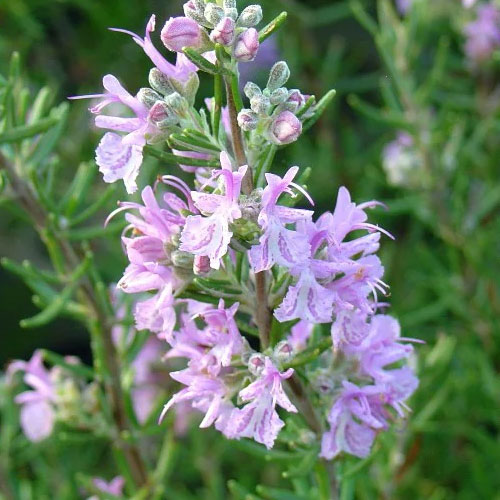 バーベナ バンプトン 実生苗 抜き苗 宿根草 毎年咲く花 バーベナ