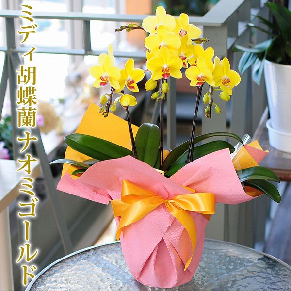 楽天市場】胡蝶蘭 ゴールドの通販