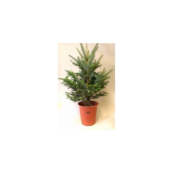 楽天市場】モミの木 【もみの木高さ200cm】クリスマスツリーに最適