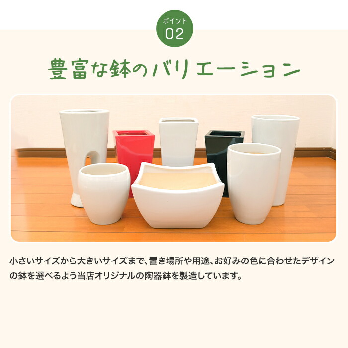 楽天市場】観葉植物 ストレリチア・レギネ 6号鉢 高さ約60～70cm