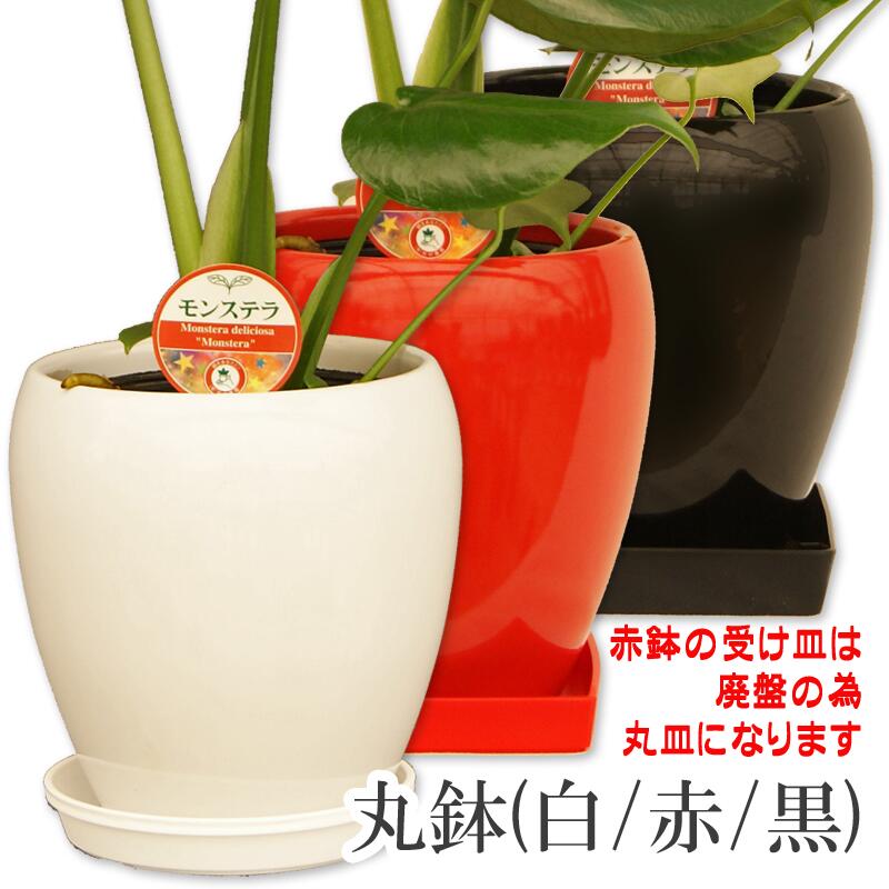 楽天市場】観葉植物 モンステラ5号陶器鉢|(白赤黒) 高さ約50cm【人気