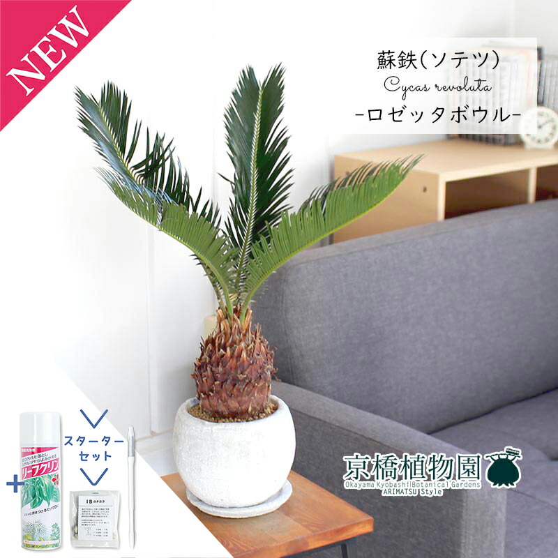 楽天市場】金環ソテツの通販