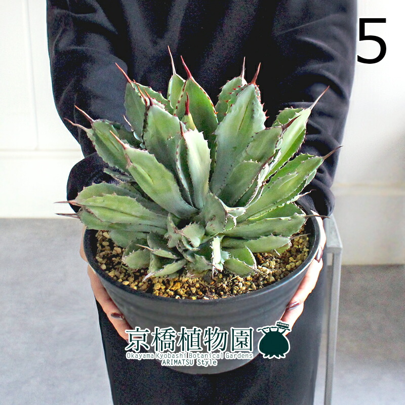 楽天市場】【SSクーポンあり】【現品】アガベ・ポタトラム