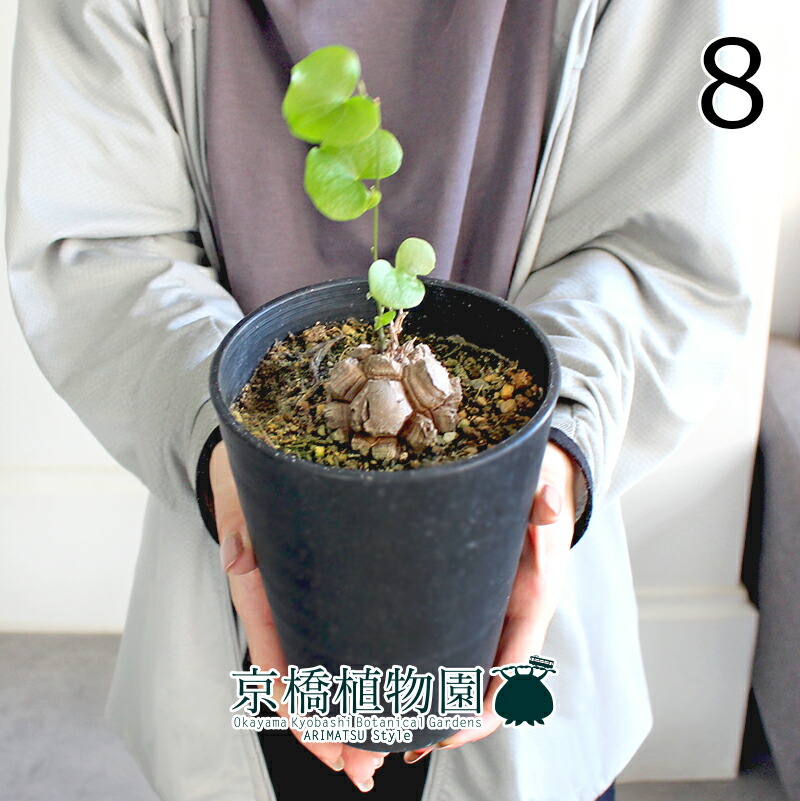 楽天市場】【SSクーポンあり】【現品】アフリカ亀甲竜 4号（5〜8