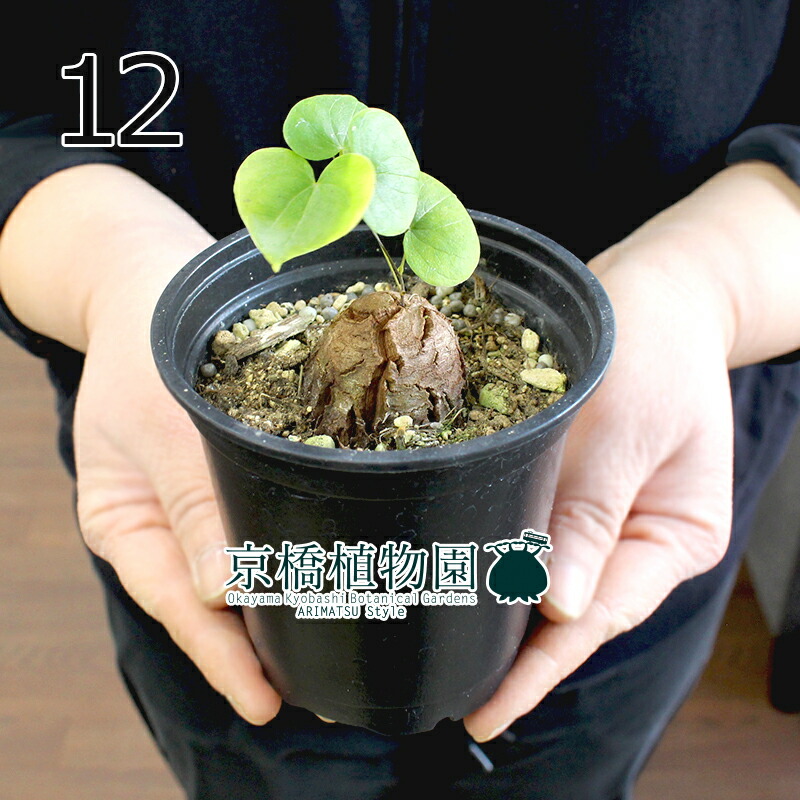 楽天市場】【SSクーポンあり】【現品】アフリカ亀甲竜 3号 黒鉢（11