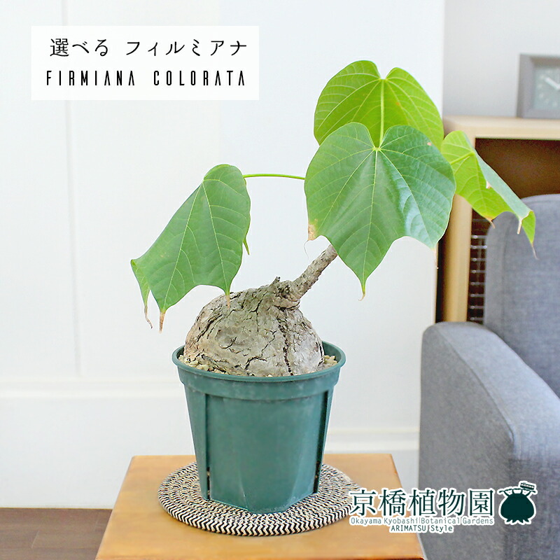 楽天市場】【5日はP5倍！】【SSクーポンあり】【現品】フィルミアナ