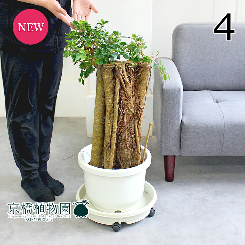 ガジュマル 10号」の人気商品一覧 | 安い商品を通販サイトから探す