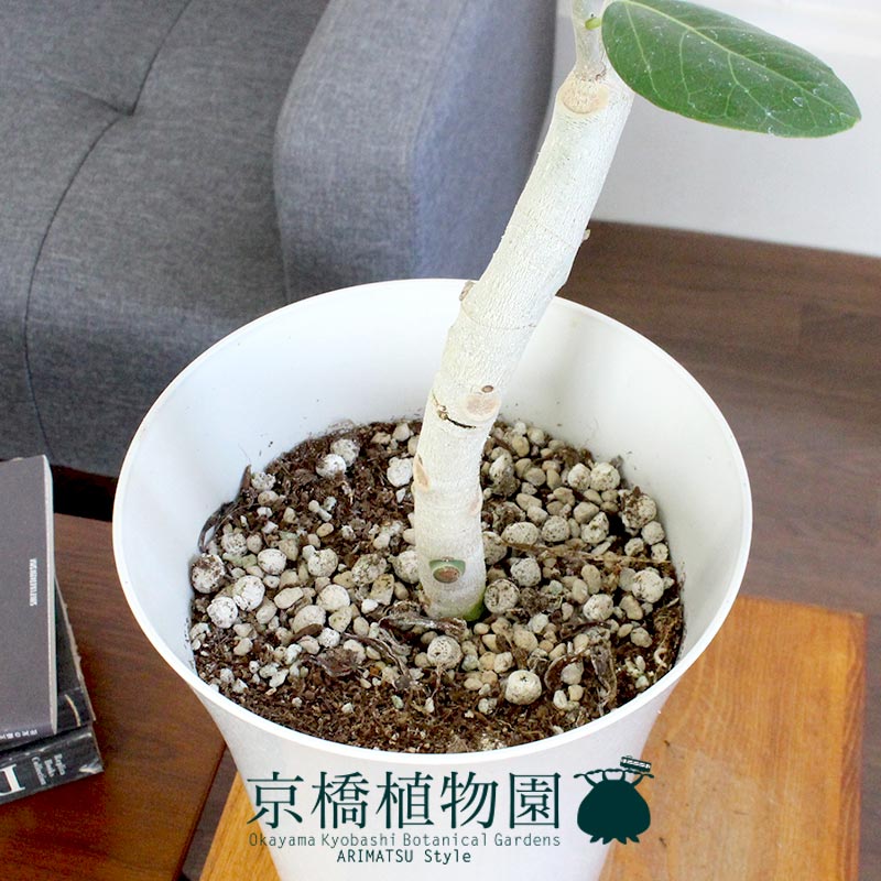 楽天市場】【5日はP5倍！】【SSクーポンあり】フィカス ベンガレンシス