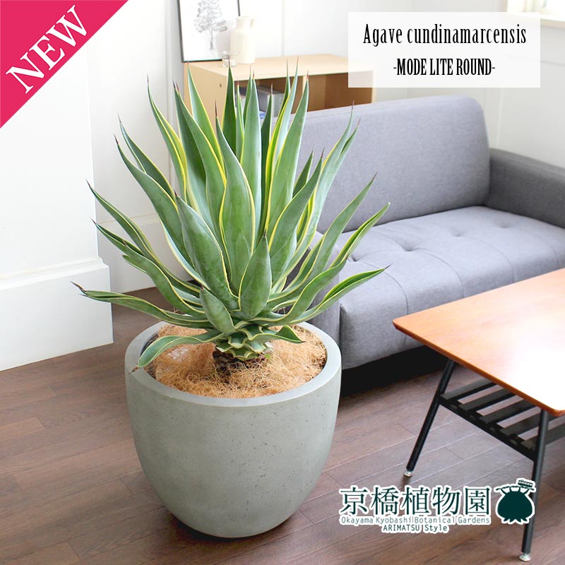 楽天市場】【SSクーポンあり】アガベ・ベネズエラ 10号【モードライト