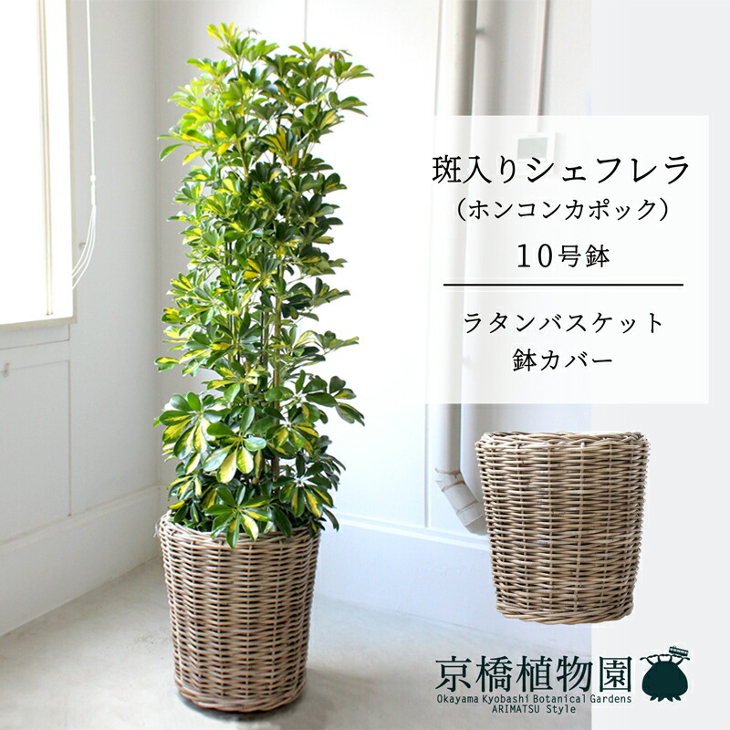 観葉植物 カポック 10号」の人気商品一覧 | 安い商品を通販サイトから