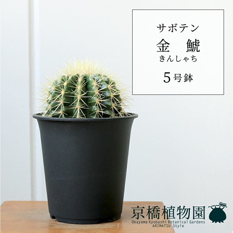 楽天市場】【5日はP5倍！】【SSクーポンあり】サボテン 金鯱